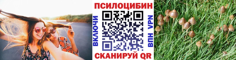 Псилоцибиновые грибы Psilocybine cubensis Покровск